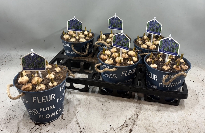 <h4>ARR MUSCARI</h4>