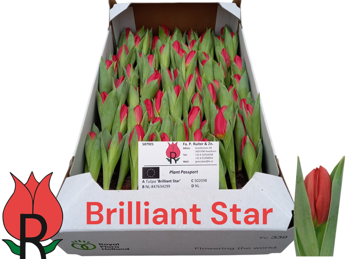 <h4>TU BRILLIANT STAR</h4>