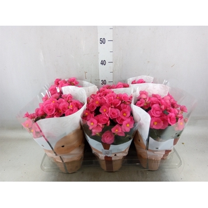 Begonia elat. HL 'Adonia Pink'