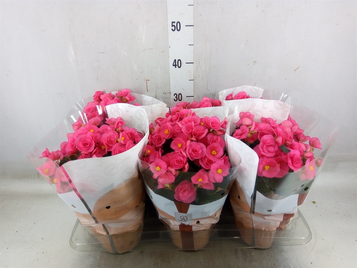 <h4>Begonia elat. HL 'Adonia Pink'</h4>