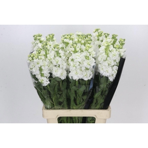 MATTH IRON WHITE