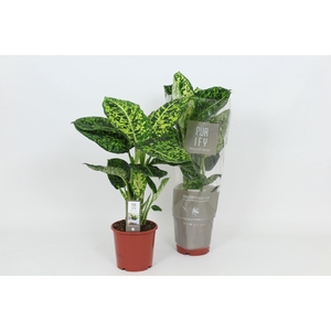 Dieffenbachia Reflector