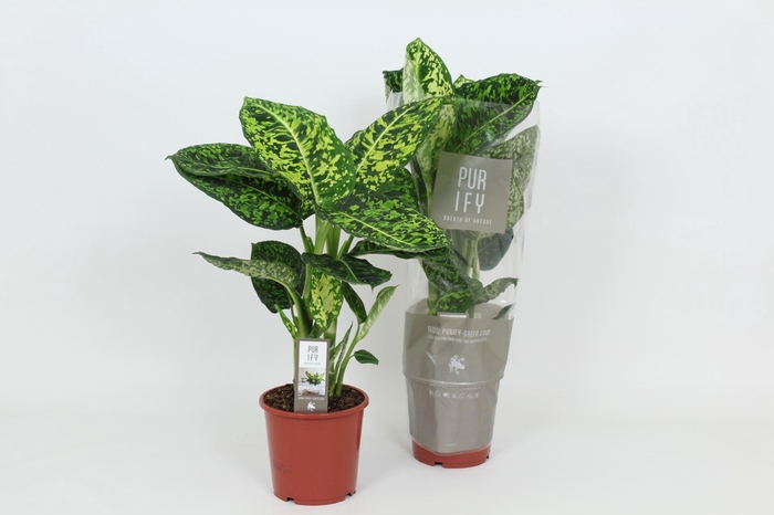 <h4>Dieffenbachia Reflector</h4>