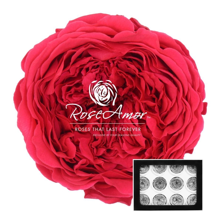 <h4>Amelia Pin03</h4>