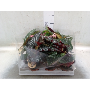 Begonia BD   ...