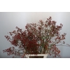 Rozenbottel Rosefruits Tops