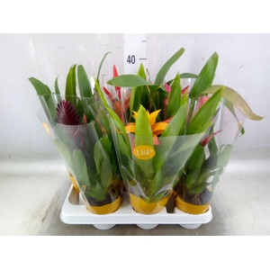 Bromelia   ...mix
