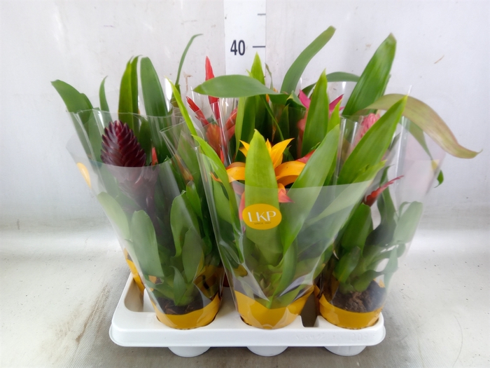 <h4>Bromelia   ...mix</h4>