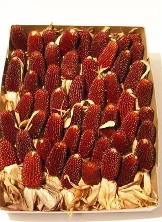 <h4>Zea Mays</h4>