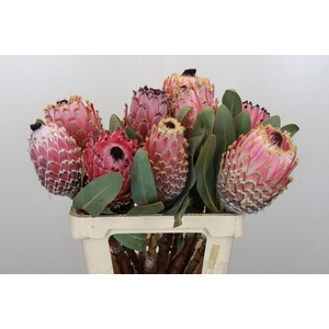 PROTEA MAGNIFICA
