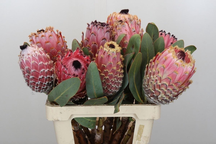 <h4>PROTEA MAGNIFICA</h4>