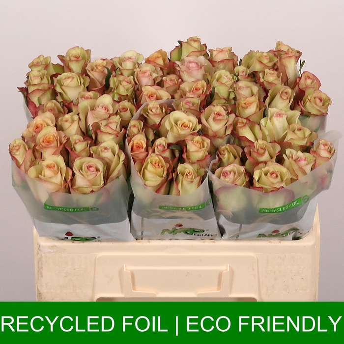 <h4>R GR SHABBY CHIC</h4>