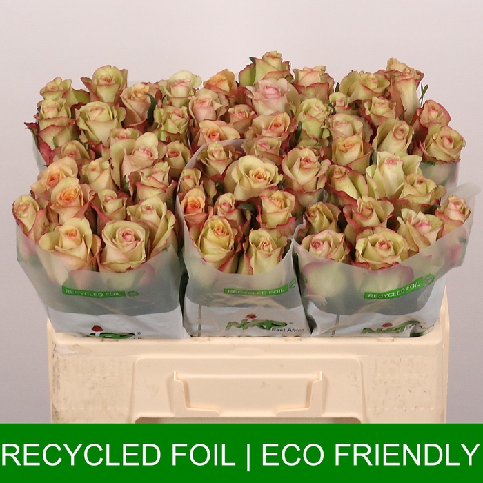 <h4>R GR SHABBY CHIC</h4>