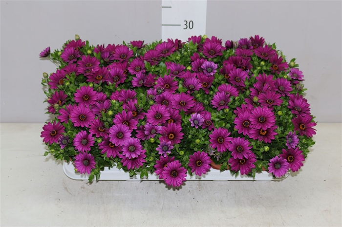 <h4>Osteospermum Paars</h4>