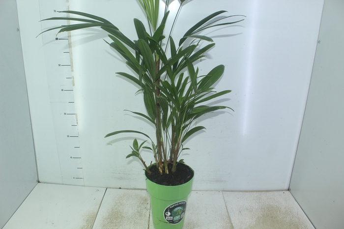 <h4>PALMEIRA RAPHIS P17</h4>