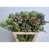 CYNARA SC GREEN GLOB