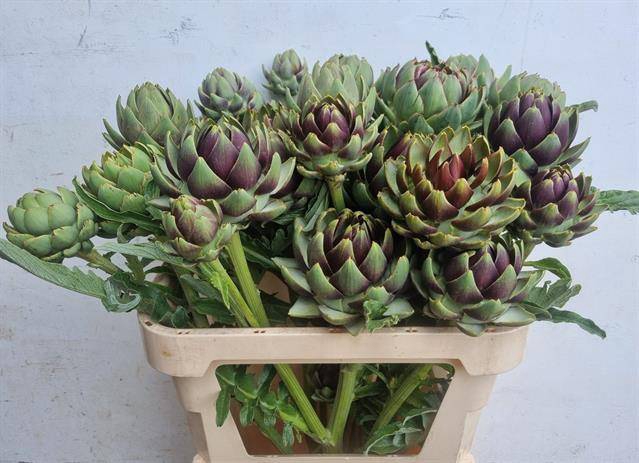 CYNARA SC GREEN GLOB