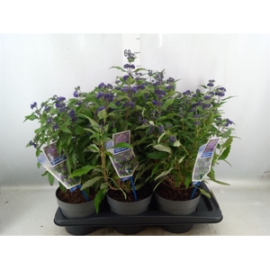 Caryopteris clandon.