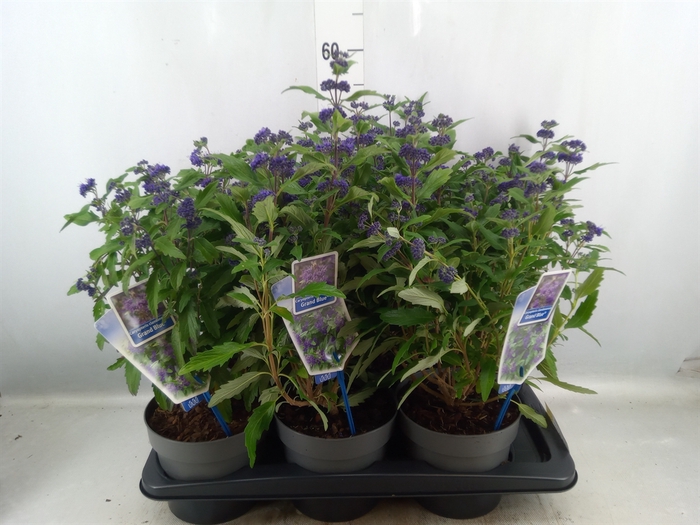 Caryopteris clandon.