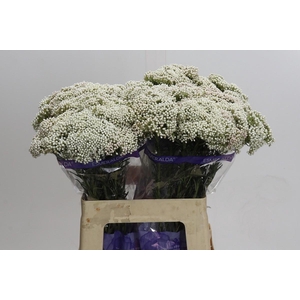 Ozothamnus Cooks Snow White