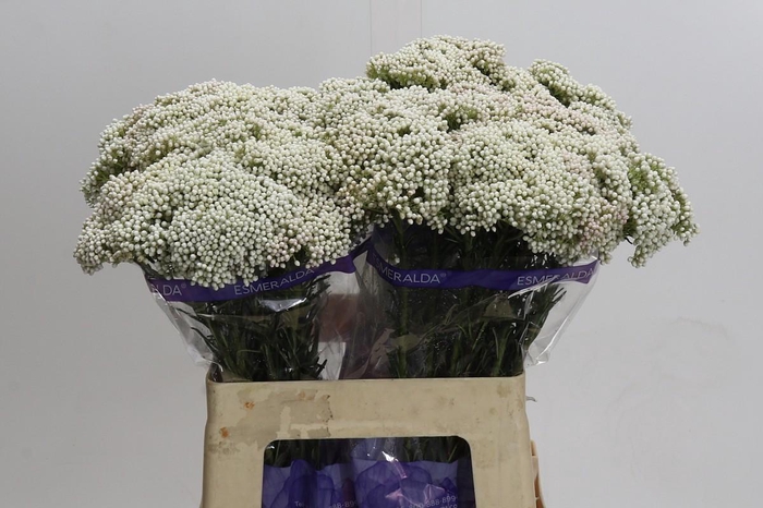 Ozothamnus Cooks Snow White