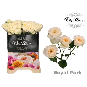 R TR ROYAL PARK