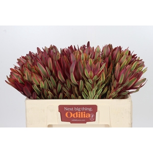 Leucadendron Jester
