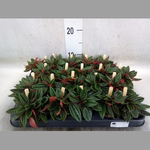 Peperomia caperata 'Rosso'