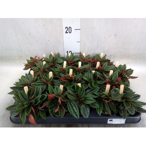 Peperomia caperata 'Rosso'