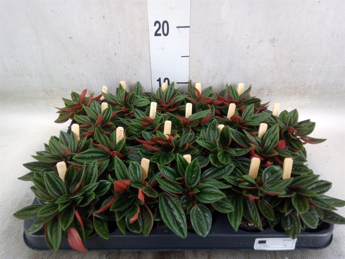 <h4>Peperomia caperata 'Rosso'</h4>