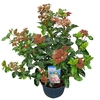 Viburnum tinus 'Lisa Rose' ® 7,5L