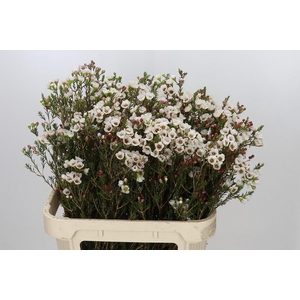 Chamelaucium Moonlight Delight