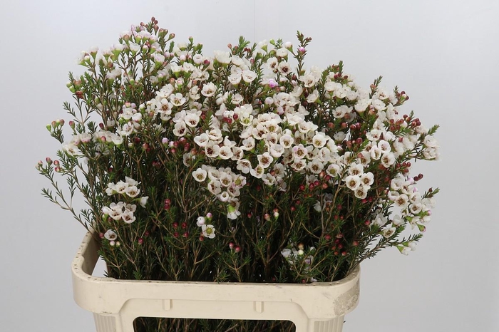 <h4>Chamelaucium Moonlight Delight</h4>
