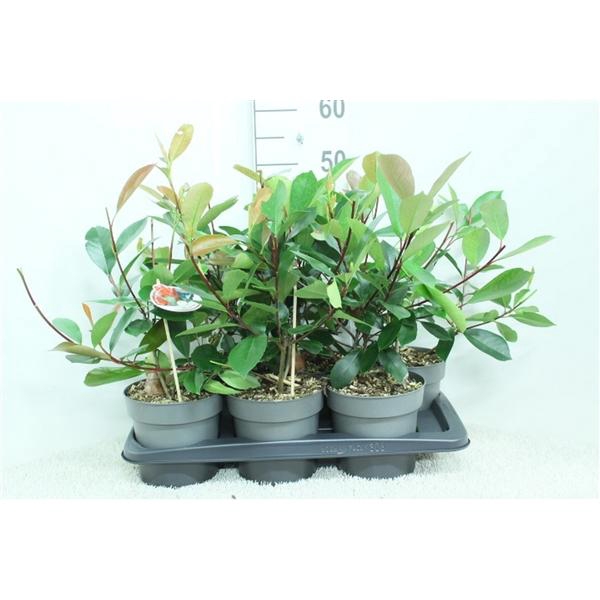 <h4>Photinia x fraseri 'Red Robin' P17 potgekweekt</h4>