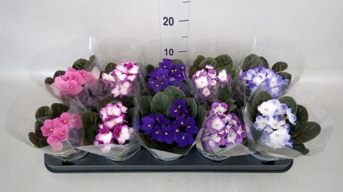 <h4>Saintpaulia   ...</h4>