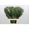 Phlox P Butterfly
