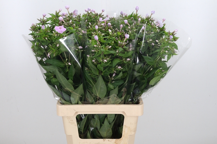 Phlox P Butterfly