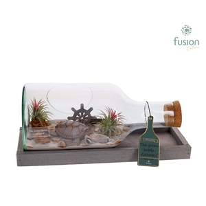 Green Bottle Fles Small liggend Maritiem met Tillandsia Air Plants