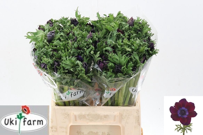 <h4>Anem Gall Bordeaux</h4>