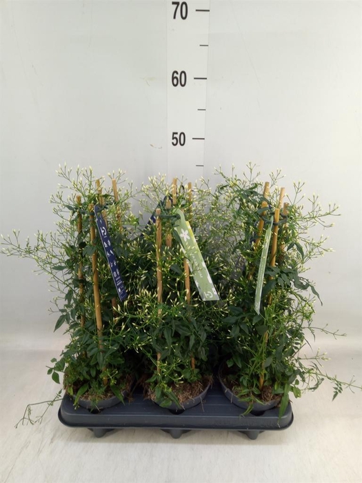 <h4>Jasminum polyanthum</h4>