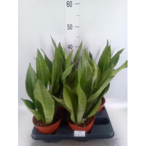 Sansevieria trifa. 'Moonshine'