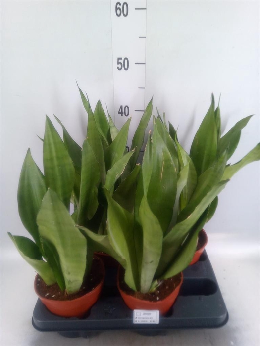 <h4>Sansevieria trifa. 'Moonshine'</h4>
