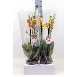Phalaenopsis   ...yellow