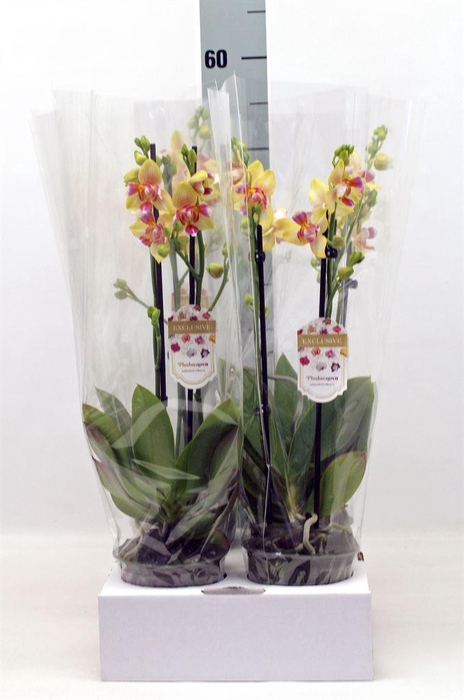 <h4>Phalaenopsis   ...yellow</h4>