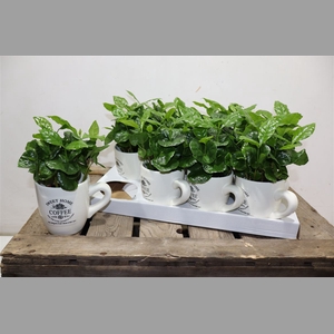 Coffea Arabica