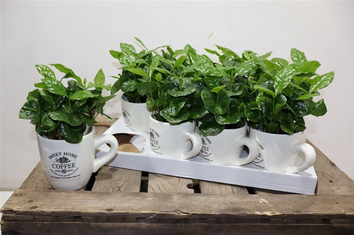 <h4>Coffea Arabica</h4>