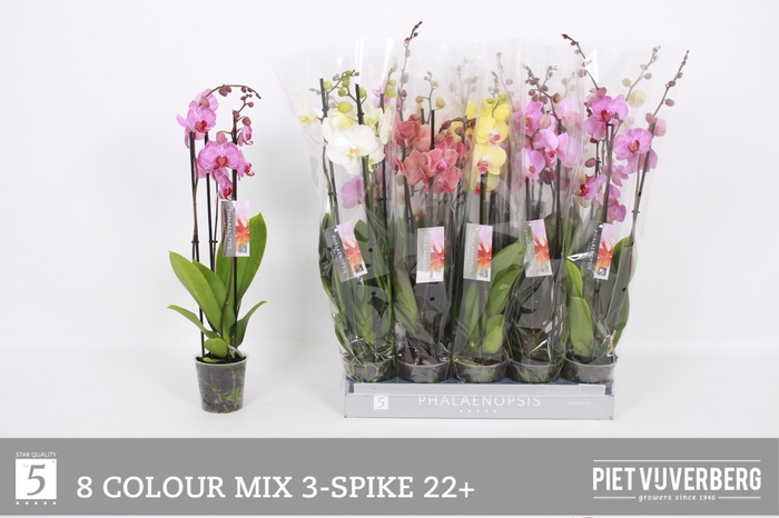 <h4>PHAL GEM 8 KL</h4>