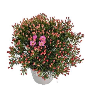 Waxflower Purple Fem Bush
