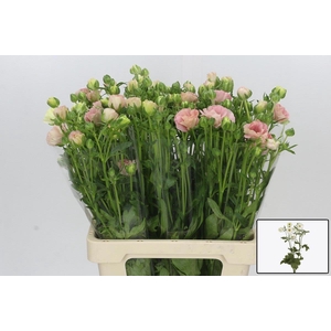 RAN CO MAG MASCARPON