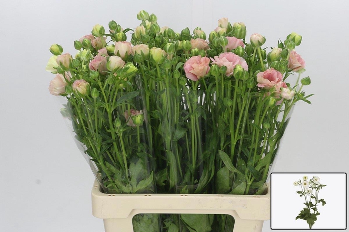 <h4>RAN CO MAG MASCARPON</h4>